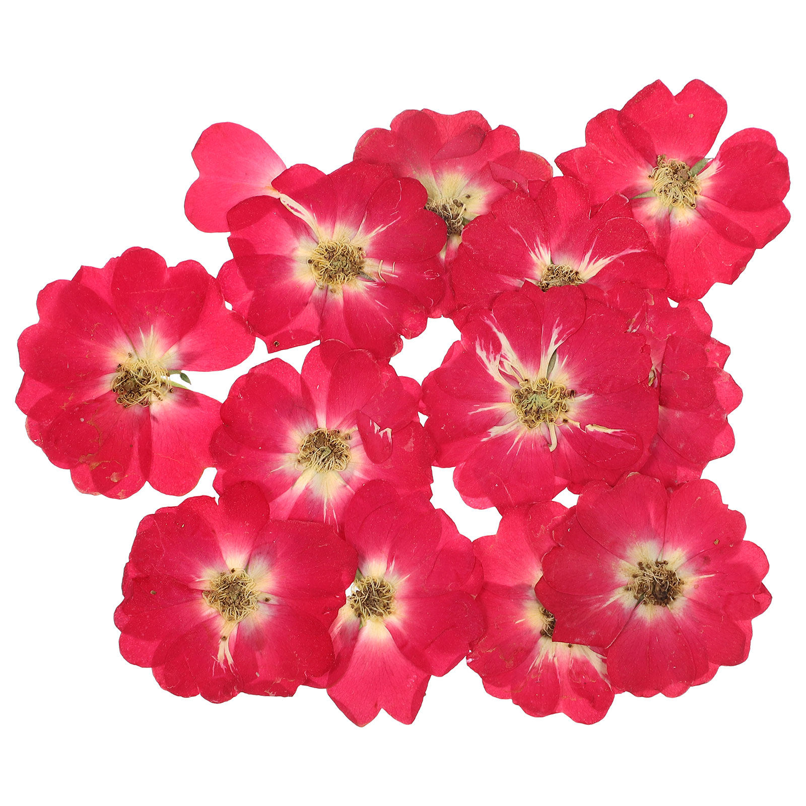 12Pcs Natural Dried Rose Press - Resin Jewelry Kit recensie en prijs