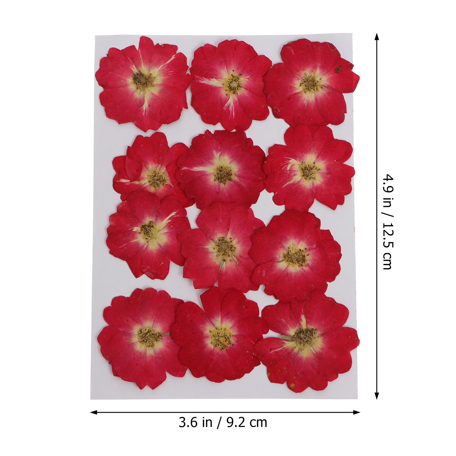 12Pcs Natural Dried Rose Press - Resin Jewelry Kit recensie en prijs